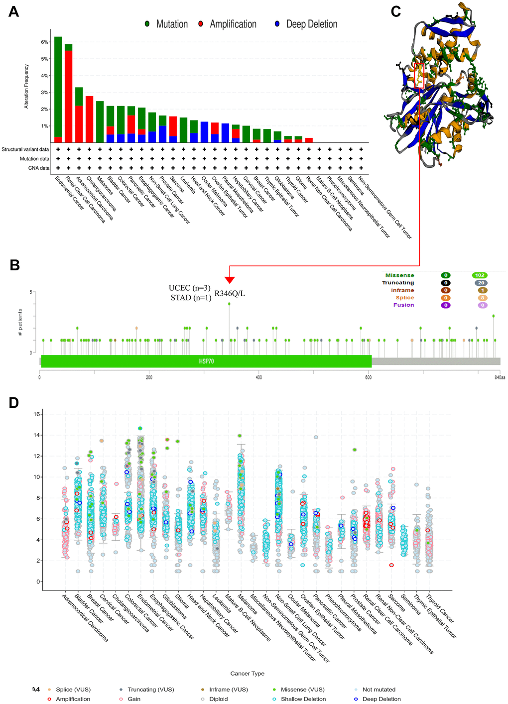 HSPA4 gene mutation and promoter methylation level in pan-cancer. cBioPortal was used to show the frequency of variation in different mutation types (A) and mutation sites (B) of HSPA4 in pan-cancer. (C) R346Q/L mutation site in the 3D protein structure of HSPA4. (D) Mutation counts and types of HSPA4 in 30 cancers.