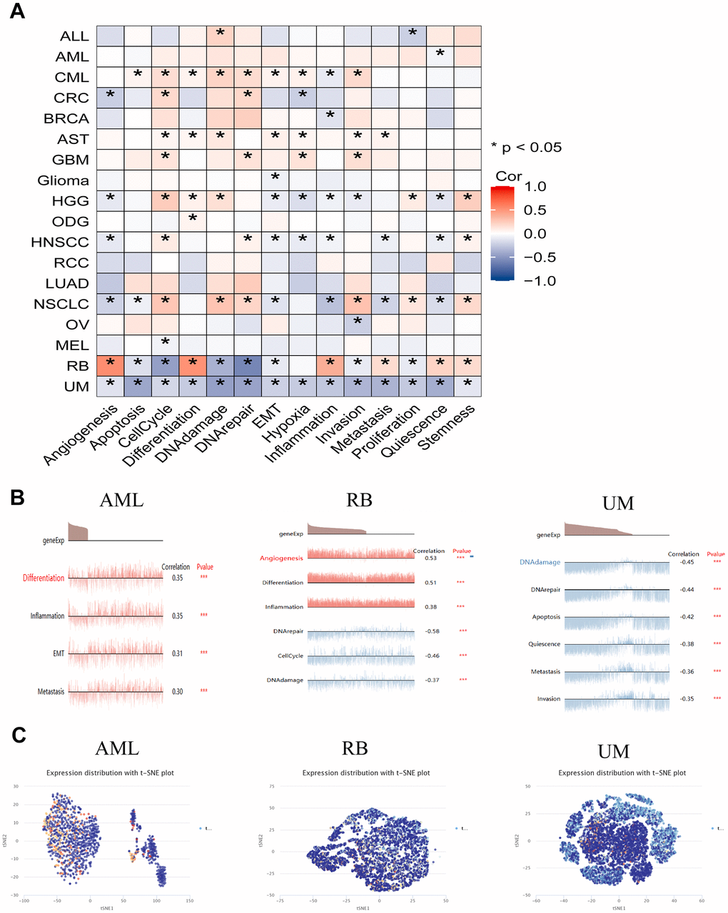 The expression levels of HSPA4 at single-cell levels. (A) Through the CancerSEA platform, we delved into the interplay between HSPA4 expression in tumors and its diverse functional states. (B) Functional landscape of HSPA4 in AML, RB, and UM. (C) Single-cell expression panorama of HSPA4 in AML, RB, and UM visualized via a T-SNE plot. * p 