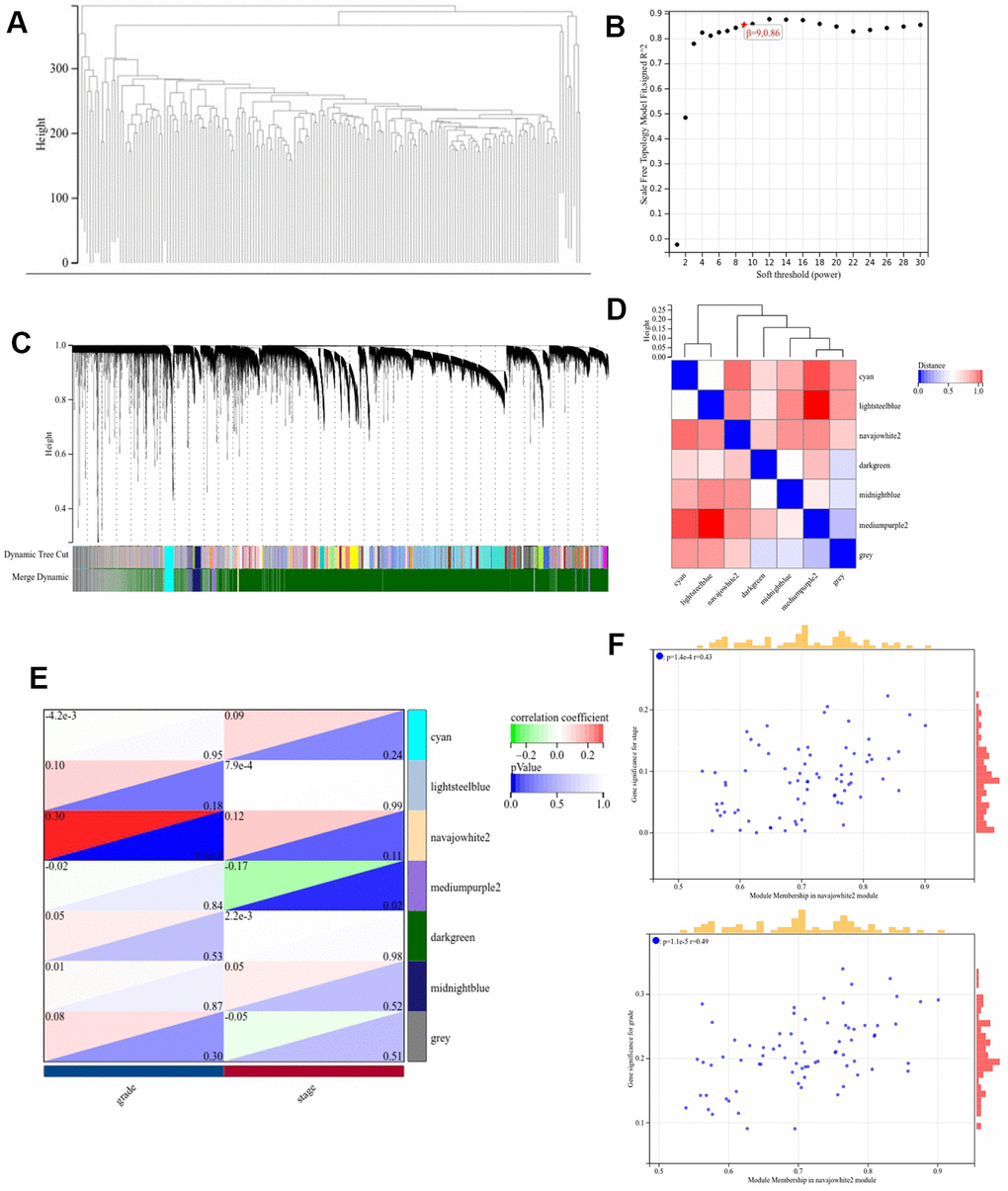 Construction of the WGCNA co-expression module. (A) Clustering dendrogram of the module feature genes. (B) Scale-free fit index analysis. (C) Clustering dendrogram of differentially expressed genes. (D) Network heatmap of modules. (E) Heat map demonstrating the correlation between the genes associated with module features and the staging and grading of pathology. (F) Scatterplot of module signature genes in the Navajowhite module.
