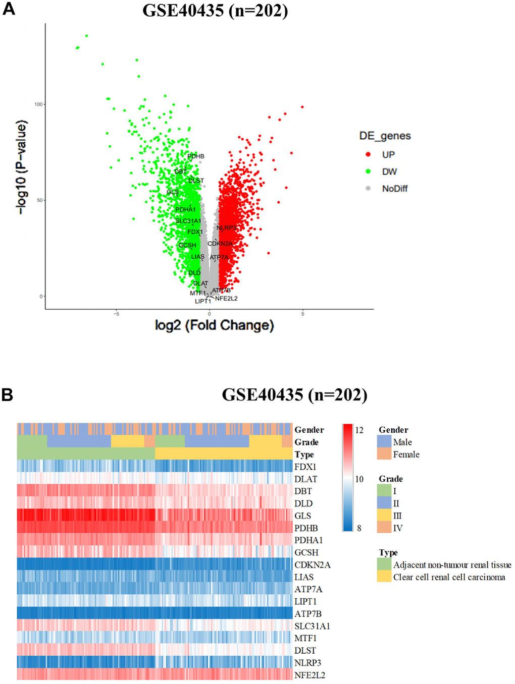 Differential expression of cuproptosis-related genes (CRGs) in ccRCC cohorts. (A) Heatmap and (B) Volcano plot of the differential expression of CRGs in normal tissues in ccRCC cohort GSE40435 (n = 202).