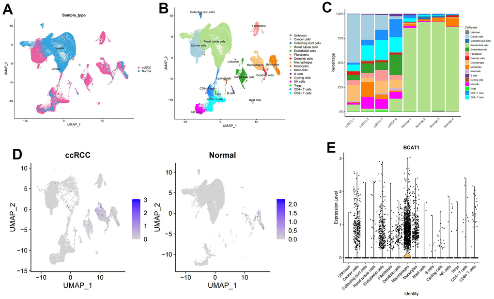 Expression profile of BCAT1 based on single-cell sequencing analysis. (A) Composition and distribution of single cells in the GEO datasets. (B) UMAP projection of all 50201 cells including ccRCC cells and normal kidney cells. 16 different cell clusters were identified. (C) Composition ratio of cell clusters in individual sample. (D) Distribution of the BCAT1 expression in scRNA-Seq cluster of ccRCC cells and normal cells. (E) Distribution of the BCAT1 expression of different cell clusters in ccRCC.