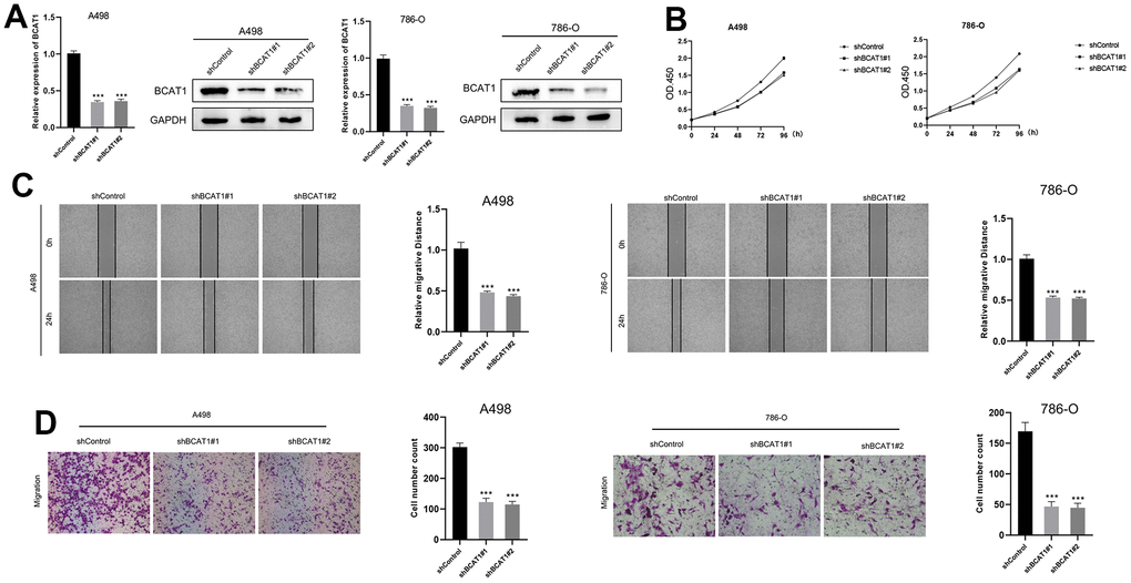 Down-regulation of BCAT1 suppressed the progression of ccRCC in vitro. (A) The expression of BCAT1 in A498 and 786-O cells was detected by RT-qPCR and Western blot; (B) BCAT1-knockdown suppressed ccRCC cell proliferation in A498 and 786-O cells; (C) Wound-healing tests demonstrated changes in ccRCC cell migration; (D) BCAT1-knockdown suppressed ccRCC cell metastasis in A498 and 786-O cells.