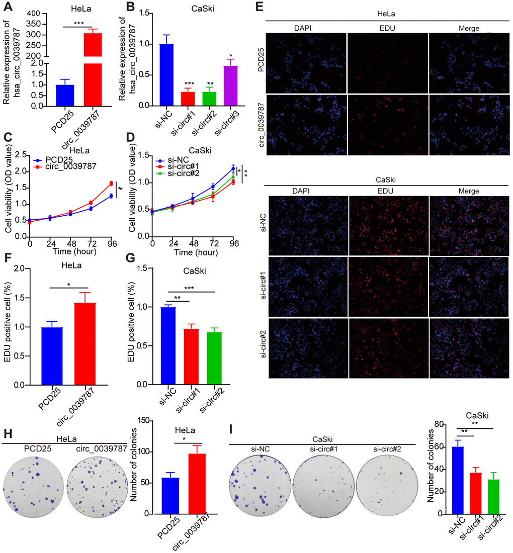 Illustrates the promotion of tumorigenic behavior in CC cells by circ