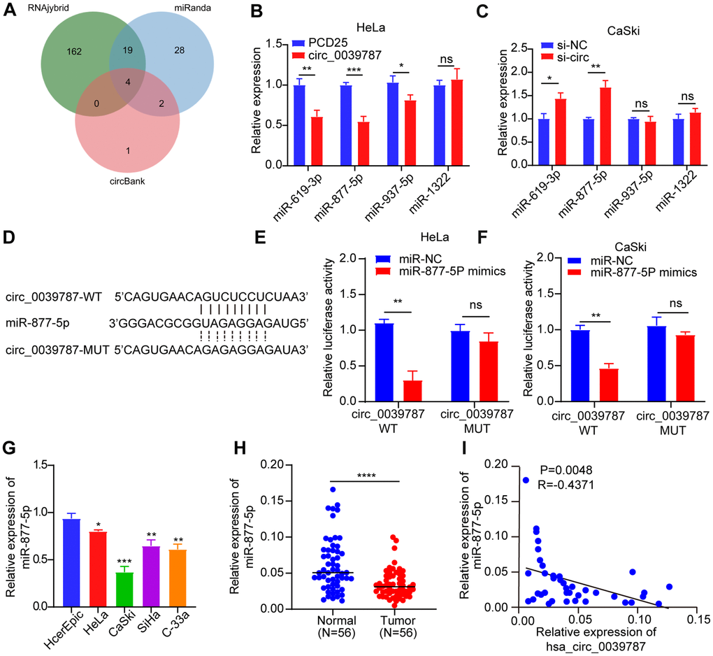 Illustrating the negative regulation of miR-877-5p in CC cells by circ