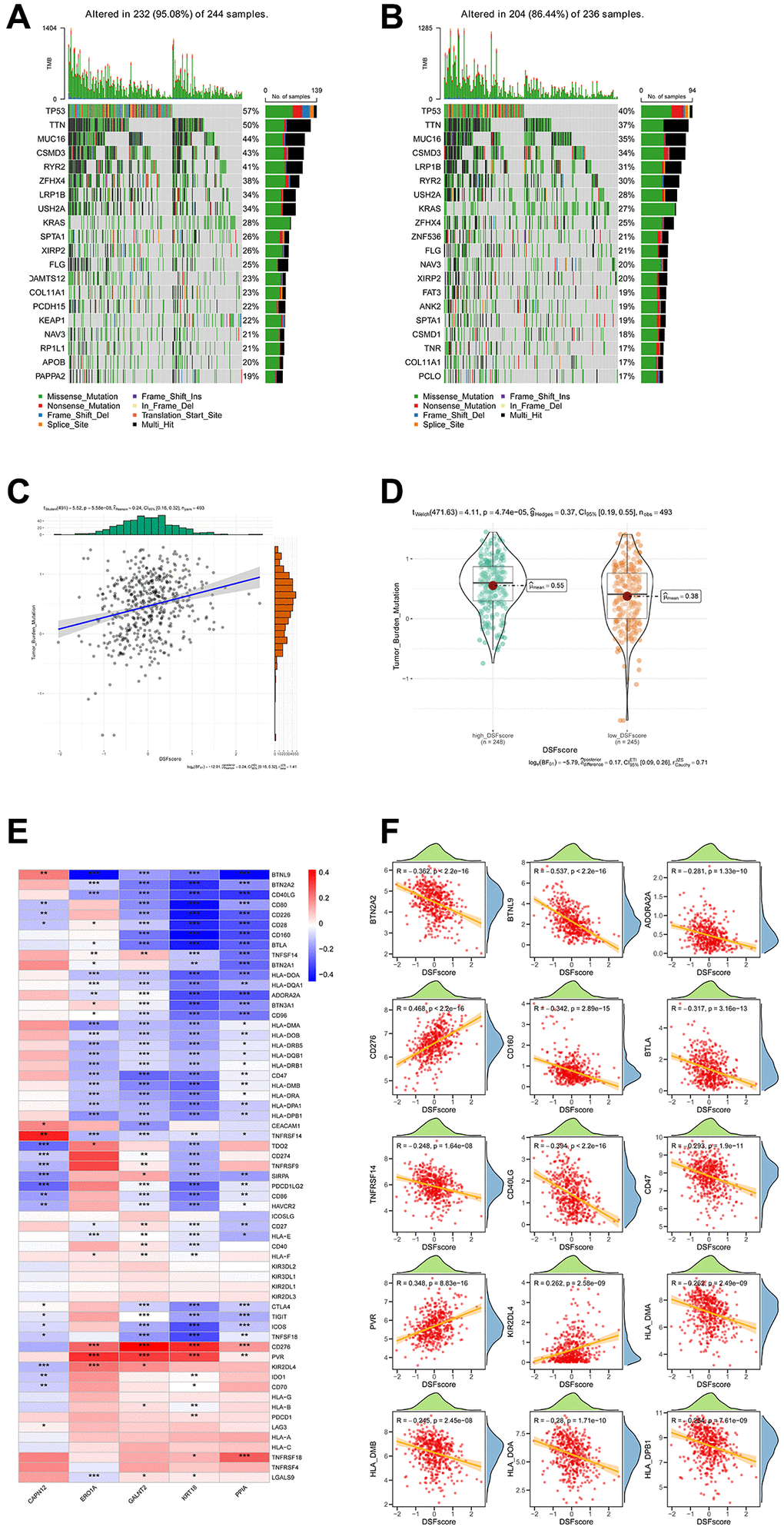 Associations between the DRG score and TMB as well as ICGs. (A, B) A comparative analysis of mutational profiles in two risk groups of LUAD. (C) Correlations between TMB and the DRG score within various gene clusters. (D) Disparities in TMB score among high-risk and low-risk groups. (E) Correlations between the expression of ICGs and the five genes included in the DRG prognostic model. (F) Correlations between the expression of ICGs and the DRG score. *P **P ***P 