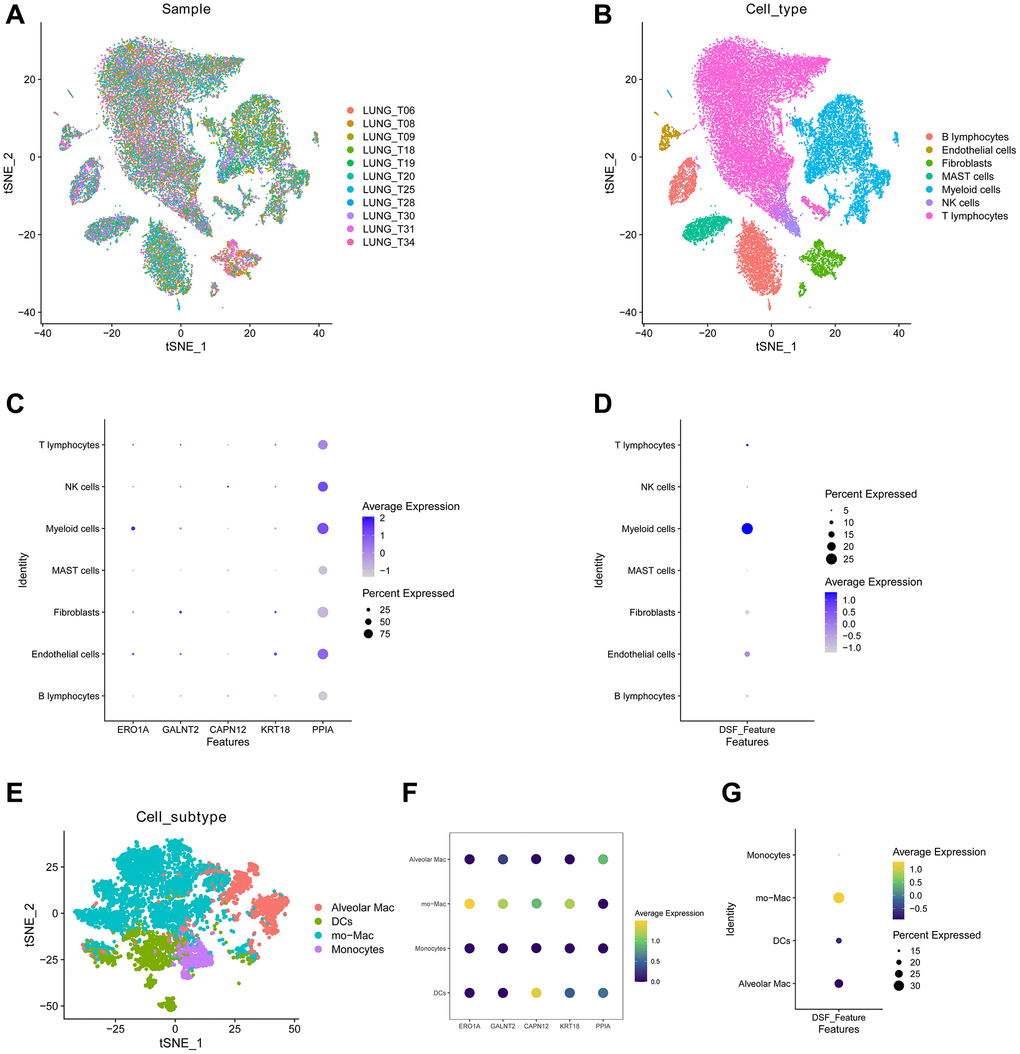 The distribution of the DRG score in tumor microenvironment. (A) The integration performance of the 11 samples exhibits a high degree of efficacy. (B) tSNE plot showed seven cell types from 37,364 cells. (C) The different expression of hub genes in seven cell clusters. (D) The DRG score exhibited a predominant distribution within the myeloid cellular population. (E) Myeloid cells were classified into alveolar macrophages (Alveolar Mac), dendritic cells (DCs), monocyte macrophages (mo-Mac), and monocytes. (F) Distinctive characteristics of hub genes across four myeloid cell types. (G) DRG score was primarily manifested in mo-MAC.
