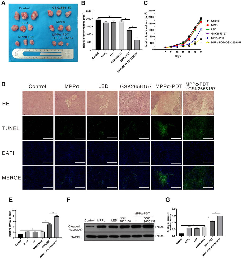 GSK2656157 enhances the antitumor activity of MPPα-PDT by inhibiting PERK pathway in vivo. HOS tumor-bearing mice were treated with MPPα (15 mg/kg), LED (120 J/mm2), GSK2656157 (30 mg/kg) and MPPα-PDT (LED following MPPα, as described in Materials and Methods). (A, B) After 31 days, tumors were collected. Tumor volume was determined as described in methods. (C) Tumor volume change curves. (D, E) After treatments, tumor necrosis and apoptosis were analyzed by H&E and TUNEL analysis, respectively (magnification, ×100). (F, G) After treatments, tumors apoptosis was assessed by cleaved caspase-3 western blot analysis. Data are shown as mean ± SD of 3 independent experiments. *P 