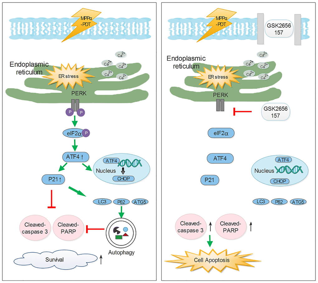 The potential mechanisms of inhibiting Perk-ATF4-P21 pathway to enhance the efficacy of MPPα-PDT. Antitumor ability of Mppα-PDT is improved by inhibiting PERK signaling, which is achieved by P21 regulating autophagy.