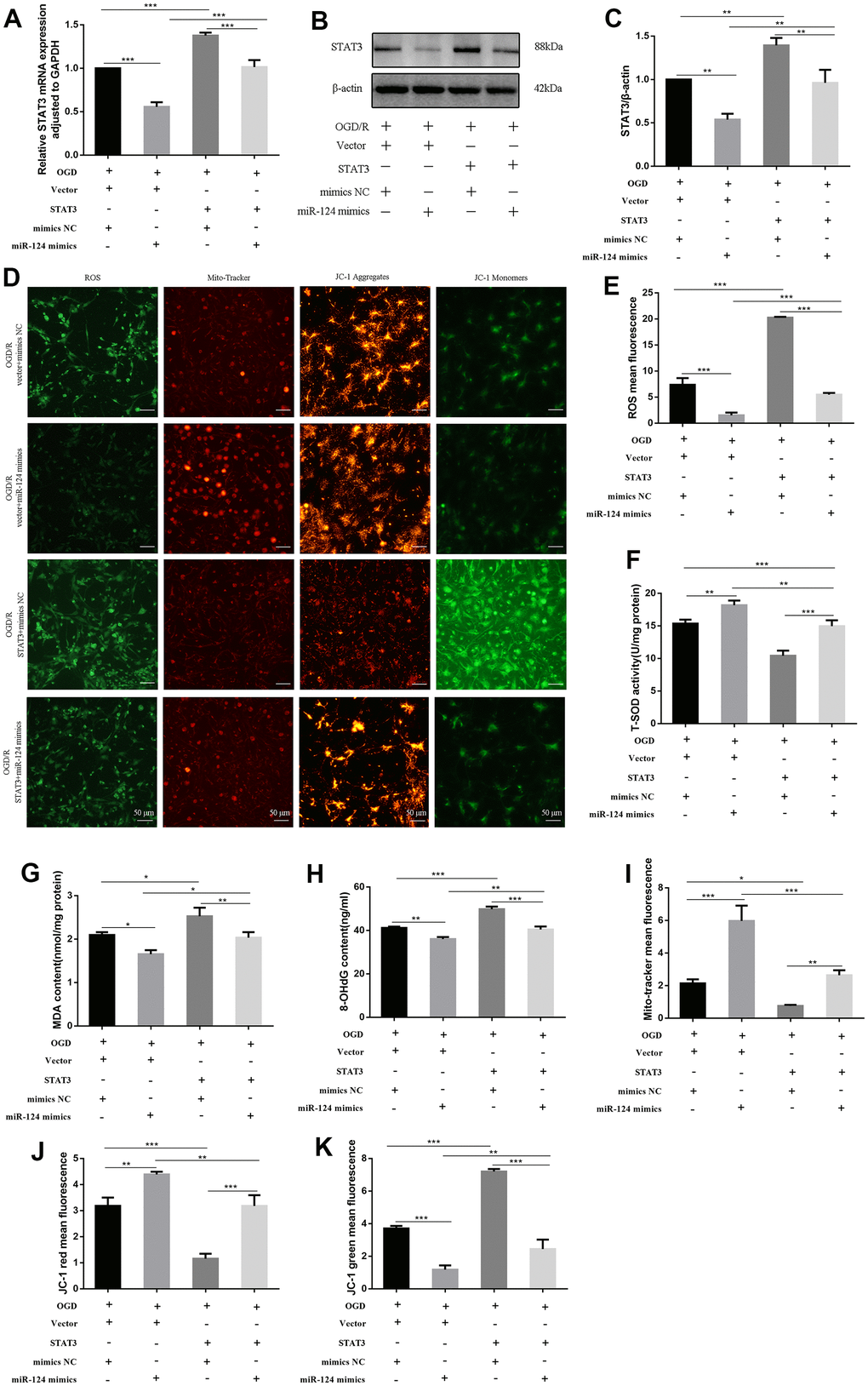 STAT3 overexpression promotes oxidative stress in OGD-treated neurons. The neurons were transfected with vector, STAT3(ORF), or co-transfected with vector and mimics NC, or co-transfected with vector and miR-124 mimics, or co-transfected with STAT3(ORF) and mimics NC, or co-transfected with STAT3(ORF) and miR-124 mimics. (A) The STAT3 mRNA was detected by qRT-PCR; (B) The protein levels of STAT3 were detected by Western blot; (C) Quantitative analysis of the protein levels of STAT3; (D) Intracellular ROS was measured using DCFH-DA with a fluorescence microscope; Representative photomicrograph of mito-tracker red; Representative photomicrographs of fluorescence shift from red to green of JC-1 staining. Scale bar, 50μm; (E) Quantitative analysis green fluorescence of ROS; (F) The SOD activity was determined by the commercial kits; (G) The content of MDA was determined by the commercial kits; (H) The content of 8-OHdG was determined by the commercial kits; (I) Quantitative analysis of mito-tracker red; (J, K) Quantitative analysis of fluorescence shift from red to green of JC-1 staining; Data were expressed as mean ± SD (derived from three independent experiments for each sample). NS, not significant for p > 0.05, * p p p 