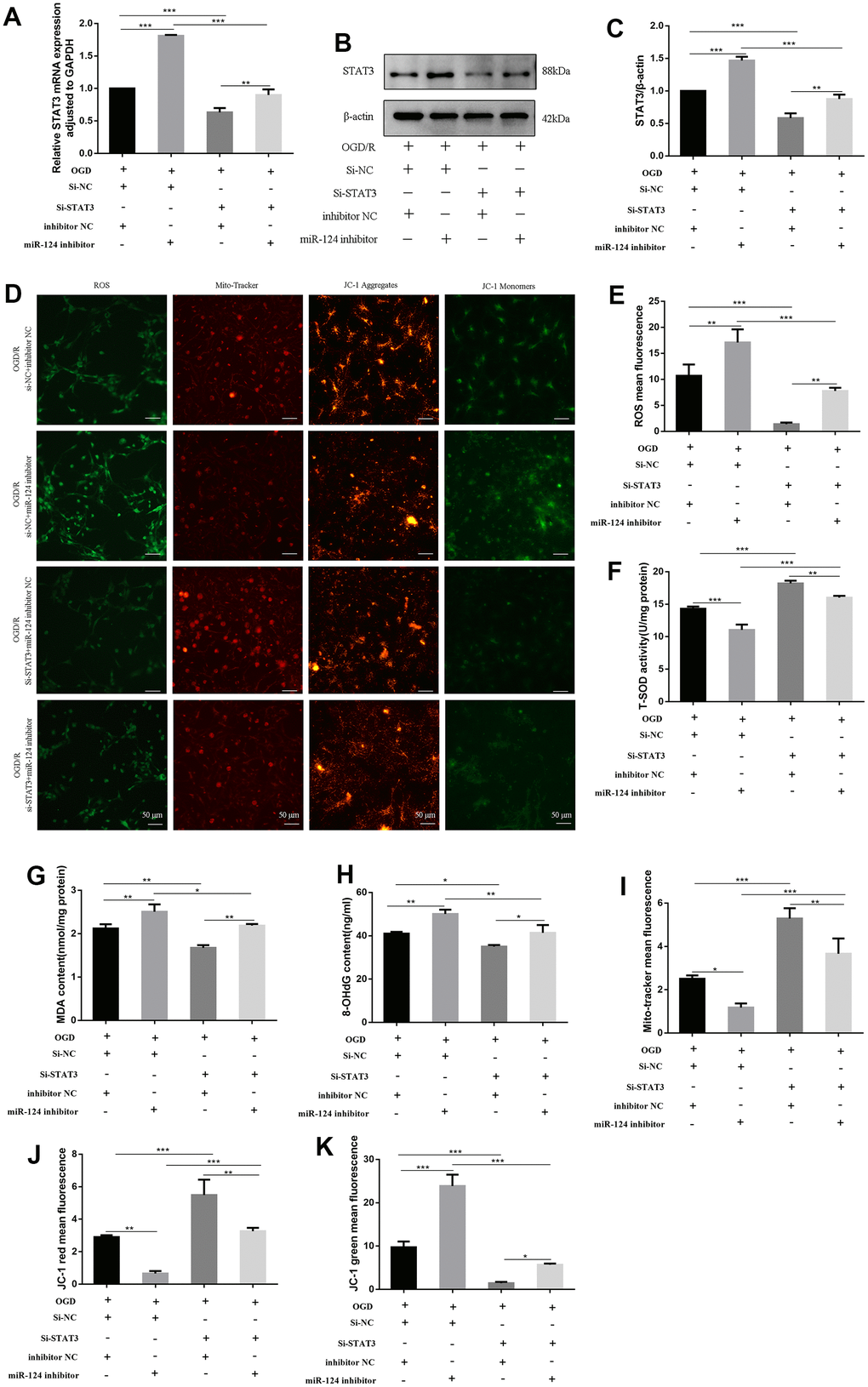 Knockdown of STAT3 reversed the effects of miR-124 inhibitor on oxidative stress in OGD-treated neurons. The neurons were transfected with si-NC, si-STAT3, or co-transfected with si-NC and inhibitor NC, or co-transfected with si-NC and miR-124 inhibitor, or co-transfected with si-STAT3 and inhibitor NC, or co-transfected with si-STAT3 and miR-124 inhibitor. (A) The STAT3 mRNA was detected by qRT-PCR; (B) The protein levels of STAT3 were detected by Western blot; (C) Quantitative analysis of the protein levels of STAT3; (D) Intracellular ROS was measured using DCFH-DA with a fluorescence microscope; Representative photomicrograph of mito-tracker red; Representative photomicrographs of fluorescence shift from red to green of JC-1 staining. Scale bar, 50μm; (E) Quantitative analysis green fluorescence of ROS; (F) The SOD activity was determined by the commercial kits; (G) The content of MDA was determined by the commercial kits; (H) The content of 8-OHdG was determined by the commercial kits; (I) Quantitative analysis of mitochondria tracker red; (J, K) Quantitative analysis of fluorescence shift from red to green of JC-1 staining; Data were expressed as mean ± SD (derived from three independent experiments for each sample). NS, not significant for p > 0.05, * p p p 
