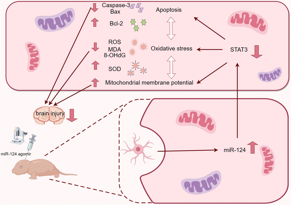 Graphical Abstract. A Graphical abstract of miR-124 relieved oxidative stress and apoptosis on neonatal hypoxic–ischaemic brain damage.