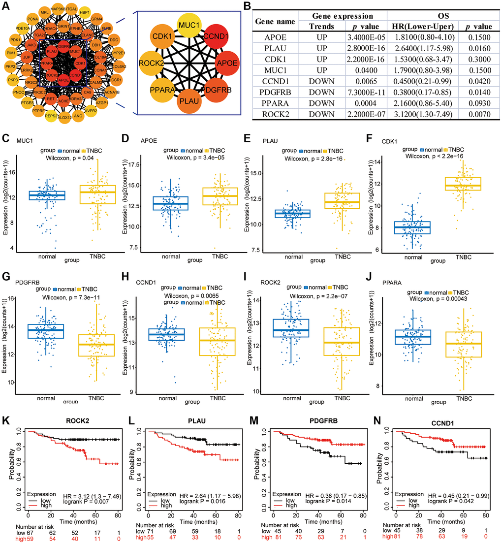Bioinformatic analysis of PPI-enriched and hub genes. (A) PPI of potential hub target genes. (B) The expression of hub genes in TNBC and the correlation analysis with the overall survival time of patients. (C–J) Expression maps of MUC1, APOE, PLAU, CDK1, PDGFRB, CCND1, ROCK2, and PPARA in TNBC patients and normal tissues. (K–N) Impact of ROCK2, PLAU, PDGFRB, and CCND1 expression on the survival of TNBC patients.