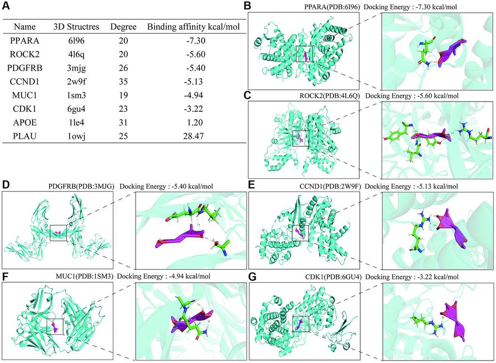 Molecular docking results of Hub protein and Erianin. (A) Table of molecular docking results of Erianin and hub genes. (B–G) The molecular docking visualization results of Erianin binding to PPARA, ROCK2, PDGFRB, CCND1, MUC1 and CDK1.