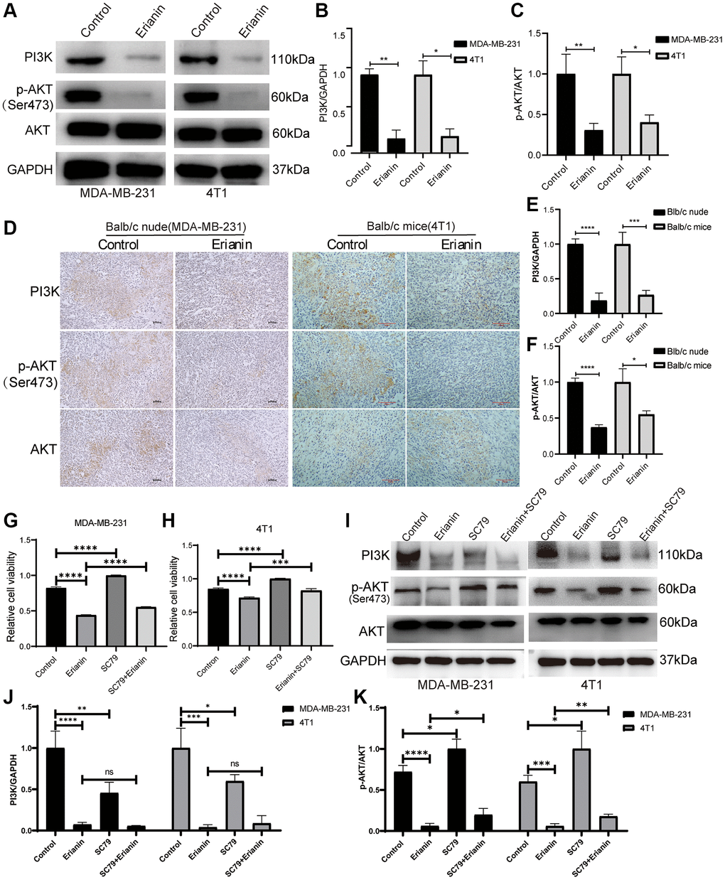Erianin inhibits the PI3K-AKT signaling pathway in TNBC. (A) Western blot detection of PI3K and AKT expression as well as AKT phosphorylation after Erianin treatment of MDA-MB-231 and 4T1 cells. (B) Quantitative graphs of PI3K expression after Erianin treatment of MDA-MB-231 and 4T1 cells. (C) Quantitative graphs of p-AKT expression after Erianin treatment of MDA-MB-231 and 4T1 cells. (D) Immunohistochemistry detection of PI3K and AKT expression as well as AKT phosphorylation in two transplantation tumor models. (E) Quantitative graphs of PI3K expression after Erianin treatment of two transplantation tumor models. (F) Immunohistochemical detection of PI3K and AKT expression as well as AKT phosphorylation in two transplantation tumor models. (G) MDA-MB-21 cells were treated with 40 nM of Erianin and 2 ug/ml of SC79 for 24 hours, and then the viability was determined using the CCK-8 assay. (H) 4T1 cells were treated with 80 nM of Erianin and 2 ug/ml of SC79 for 24 hours, and then the viability was determined using the CCK-8 assay. (I) Western blot detection of AKT expression and AKT phosphorylation after Erianin and SC79 treatment of MDA-MB-231 and 4T1 cells. (J) Quantitative graphs of PI3K expression in MDA-MB-231 and 4T1 cells. (K) Quantitative graphs of AKT phosphorylation expression in MDA-MB-231 and 4T1 cells.