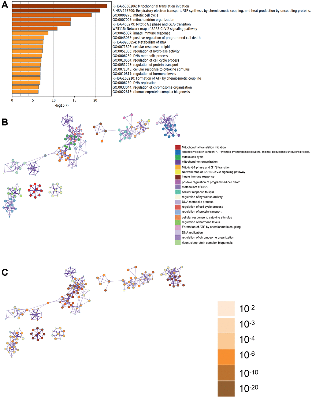 Metascape enrichment analysis. (A) Enrichment items in GO include mitochondrial organization, innate immune response, DNA metabolic process. (B, C) Enrichment networks colored by enrichment items and p-values.