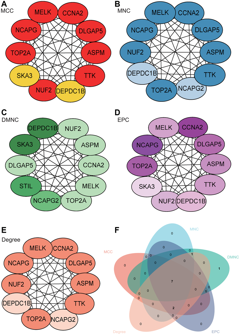 Construction and analysis of protein-protein interaction (PPI) network. (A–E) Identification of central genes using five different algorithms. (F) Venn diagram showing the intersection.