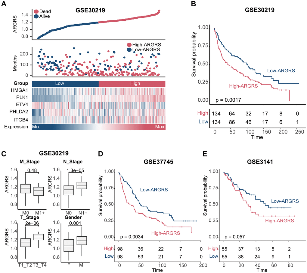 Validation of prognostic model in other independent cohorts. (A) Distributions of ARGRS, survival status of NSCLC patients, and expression profiles of the gene signatures in the GSE30219 cohort. (B) Survival analysis showing the prognostic value of ARGRS in the GSE30219 cohort. (C) Comparison of ARGRS among different clinicopathologic features. (D, E) Survival analysis showing the prognostic value of ARGRS in the (D) GSE37745 and (E) GSE3141 cohort.