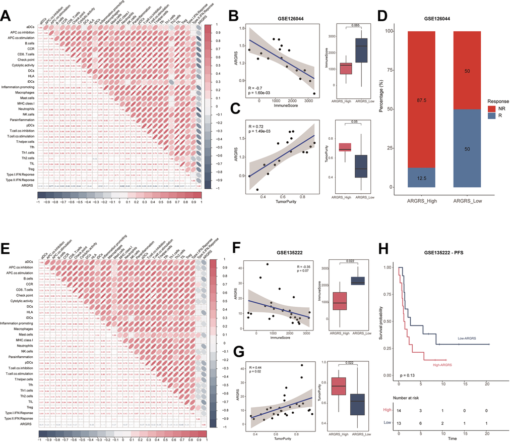 Patients with higher ARGRS were resistance to immunotherapy. (A) The correlation among 29 immune cell types and immune-related pathways and ARGRS in the GSE126044 cohort. (B) Left: Correlation between ARGRS and ImmuneScore in the GSE126044 cohort. Right: Boxplot showing the levels of ImmuneScore between ARGRS-high and low groups. (C) Left: Correlation between ARGRS and TumorPurity in the GSE126044 cohort. Right: Boxplot showing the levels of TumorPurity between ARGRS-high and low groups. (D) Barplot showing the percentage of immunotherapy responsive and non-responsive NSCLC patients in ARGRS-high and low groups. (E) The correlation among 29 immune cell types and immune-related pathways and ARGRS in the GSE135222 cohort. (F) Left: Correlation between ARGRS and ImmuneScore in the GSE135222 cohort. Right: Boxplot showing the levels of ImmuneScore between ARGRS-high and low groups. (G) Left: Correlation between ARGRS and TumorPurity in the GSE135222 cohort. Right: Boxplot showing the levels of TumorPurity between ARGRS-high and low groups. (H) Survival analysis showing the prognostic value of ARGRS in the GSE135222 cohort.