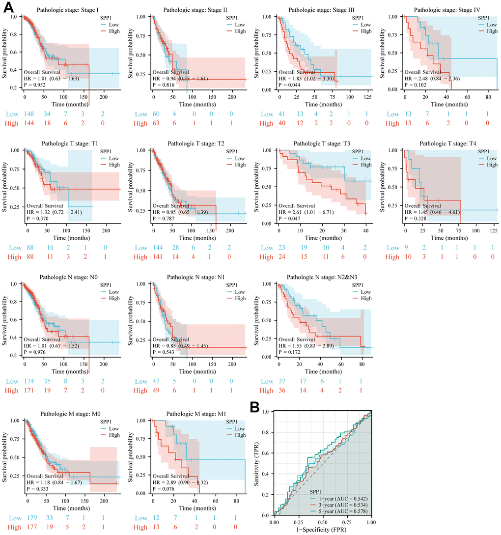 The predictive significance of SPP1 in various subcategories. (A) Significant association between elevated SPP1 expression and unfavorable overall survival was observed among different subgroups. (B) ROC curve of SPP1 expression at 1-, 3- and 5-year OS.