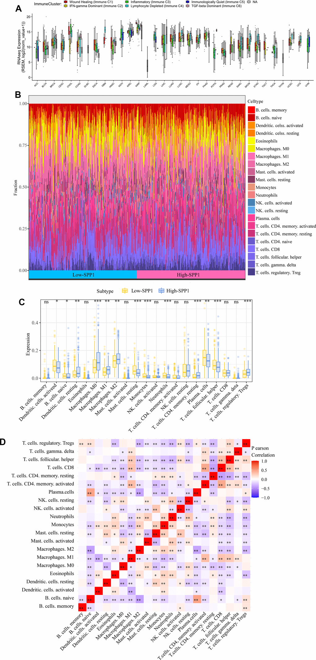 Impact of SPP1 on immune cell infiltration and distribution in LUAD. (A) Distinct immune clusters observed in different cancer types. (B) Immune landscape data of LUAD from different expression groups of SPP1. (C) Variations in the ratios of 21 different immune cell types between tumor samples with high and low SPP1 expression. (D) A heat map illustrated the spread of these immune-infiltrating cells within the tumor specimens. ns: no statistical significance, *p