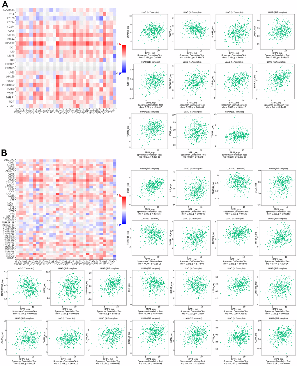 Correlation between the levels of immune infiltration and SPP1 expression. (A) Relationship between 23 immunosuppressants and SPP1 expression in LUAD. (B) Correlation between 46 immune enhancers and SPP1 expression in LUAD.