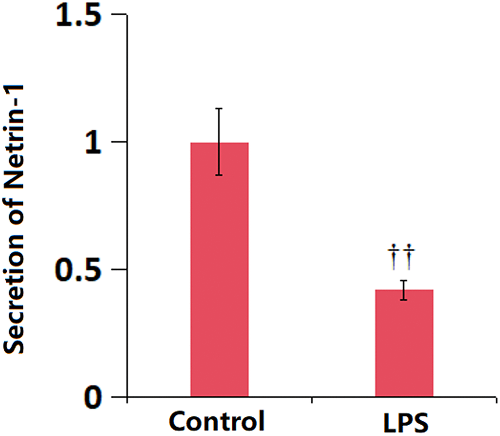The levels of serum Netrin-1 were reduced in LPS-induced ALI mice model. The levels of serum Netrin-1 were measured using ELISA (††P 