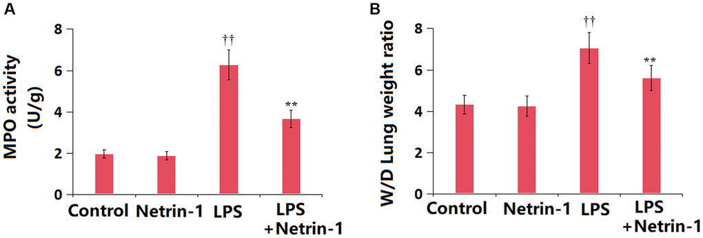 Netrin-1 decreased MPO activity and pulmonary edema in LPS-challenged ALI mice. (A) MPO activity; (B) Lung wet to dry weight ratio (††P **P 