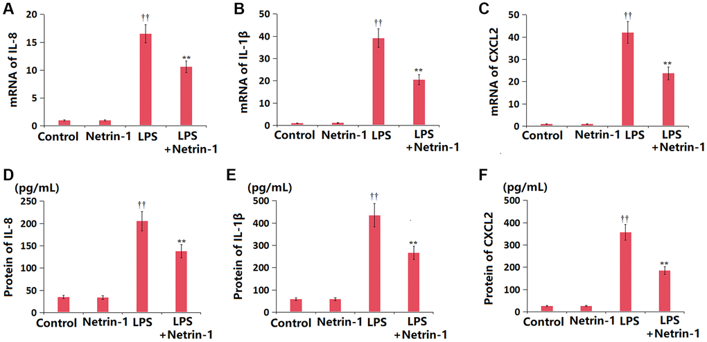 Netrin-1 inhibited the expression of pro-inflammatory cytokines and chemokines in lung tissues in LPS-challenged ALI mice. (A) mRNA of IL-8; (B) mRNA of IL-1β; (C) mRNA of CXCL2; (D) Protein of IL-8; (E) Protein of IL-1β; (F) Protein of CXCL2 (††P **P 