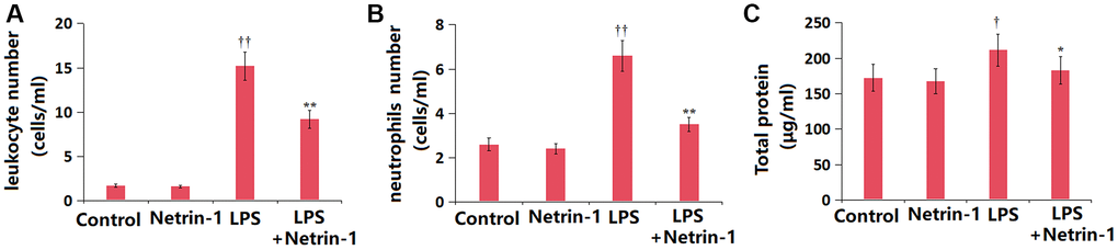 Netrin-1 reduced cell count in BALF of LPS-challenged ALI mice. (A) Total leukocyte number in BALF; (B) Total neutrophils in BALF; (C) Total protein concentrations in BALF (†, ††P *, **P 