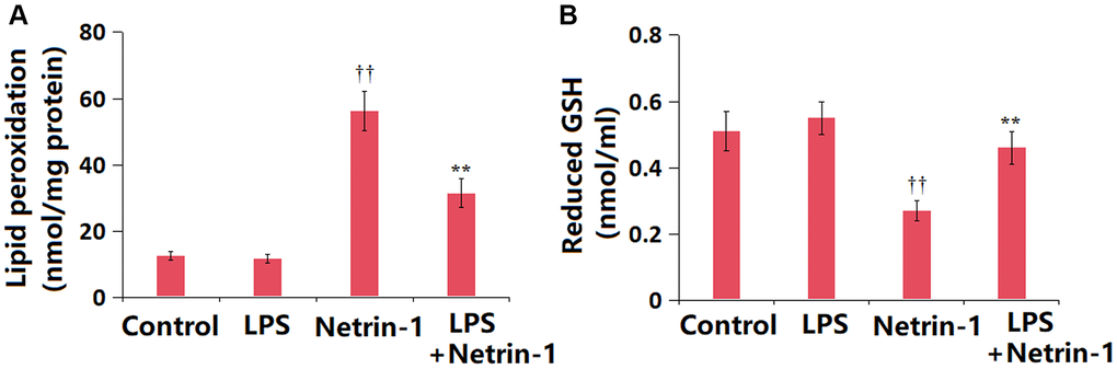 Netrin-1 attenuated oxidative stress in LPS-challenged ALI mice. (A) Lipid peroxidation was assayed by measuring MDA content; (B) The levels of reduced GSH (††P **P