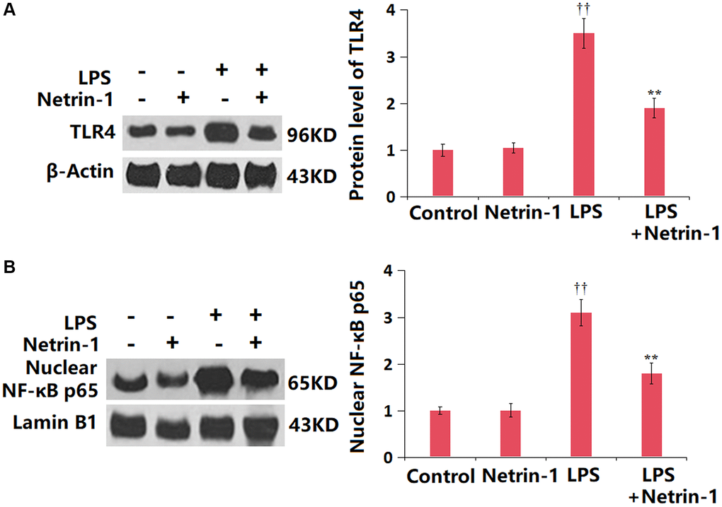 Netrin-1 prevented activation of the TLR4/NF-κB signaling in the lung tissue in LPS- challenged ALI mice. (A) The levels of TLR4; (B) Levels of nuclear NF-κB p65 were measured by western blot analysis (††P **P 