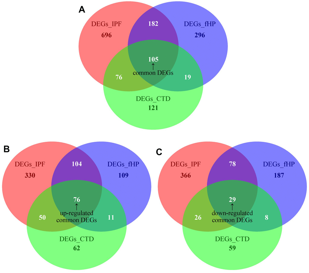 (A) Venn diagram demonstrates the common DEGs of fHP, IPF and CTD-ILD. (B, C) Venn diagrams demonstrate the up-regulated and down-regulated common DEGs of fHP, IPF and CTD-ILD, respectively.