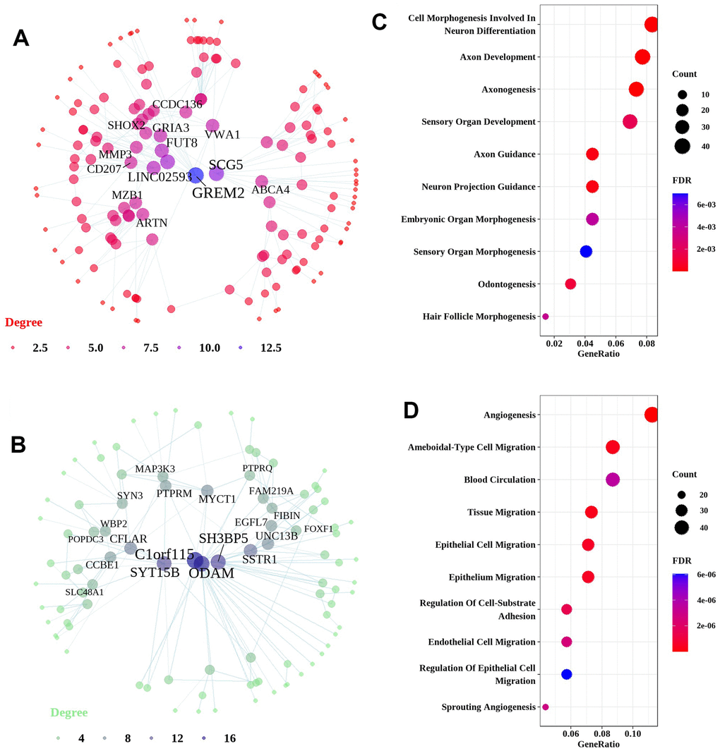 Network and pathway analyses of DEGs in the lung tissues of IPF patients. Network and pathways were performed on the dataset from IPF patients compared to healthy controls to identify unique dysregulated pathways in the lung tissues of IPF. (A, B) Network analysis of up-regulated genes and down-regulated genes. Most significant hub genes, according to degree and betweenness centrality, with the highest number of connections, are enclosed in ovals. (C, D) Function enrichment analysis of the up-regulated and down-regulated common DEGs, where the horizontal axis represents the proportion of DEGs under the functional terms. Top 5 pathways with most significant P-value were shown and ordered by gene ratio.