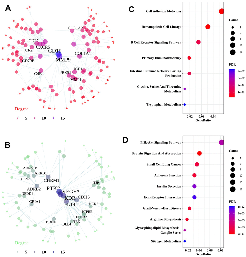 Network and pathway analyses of common DEGs in the lung tissues of fHP patients. Network and pathways were performed on the dataset from fHP patients compared to non-demented controls to identify unique dysregulated pathways in the lung tissues of fHP. (A, B) Network analysis of up-regulated genes and down-regulated genes. Most significant hub genes, according to degree and betweenness centrality, with the highest number of connections, are enclosed in ovals. (C, D) Function enrichment analysis of the up-regulated and down-regulated common DEGs, where the horizontal axis represents the proportion of DEGs under the functional terms. Top 5 pathways with most significant P-value were shown and ordered by gene ratio.