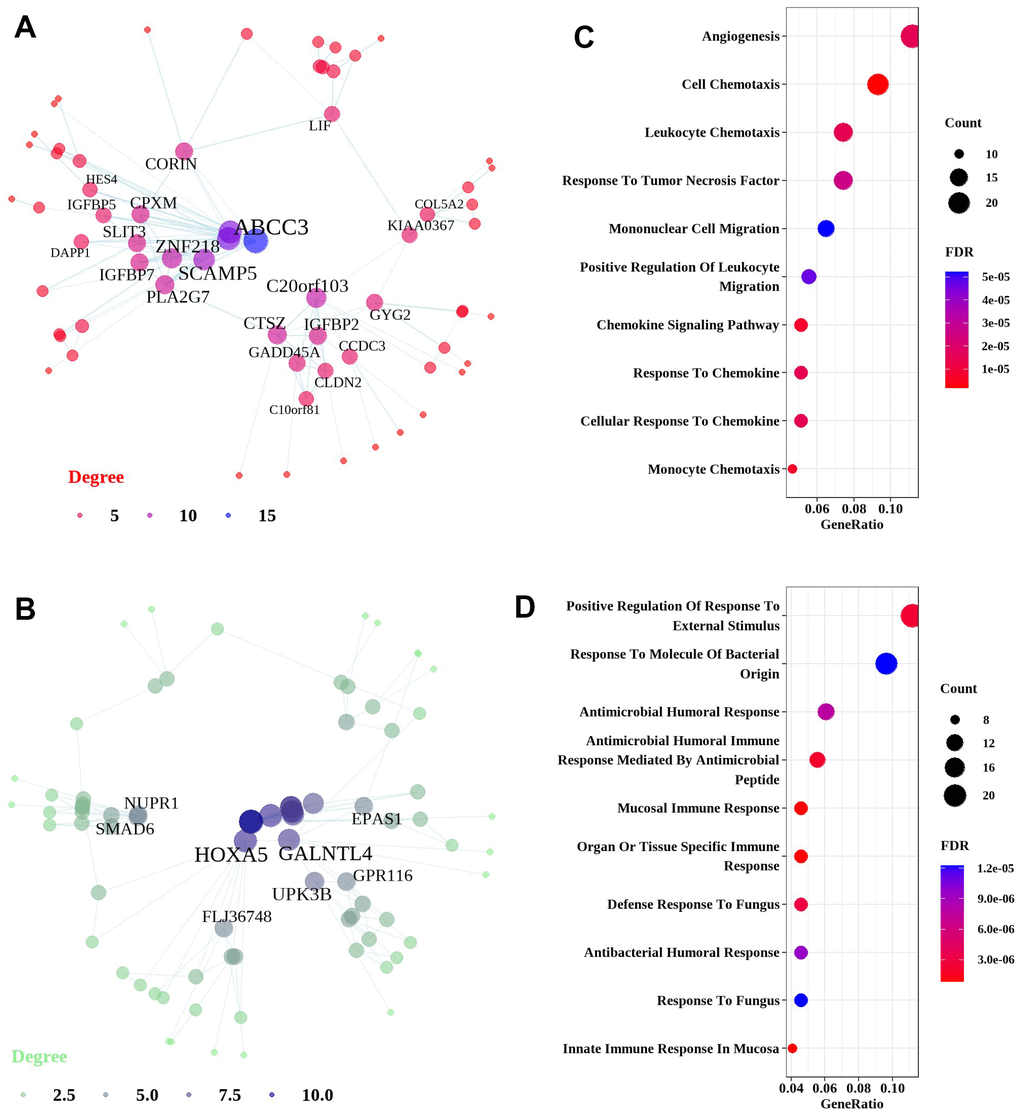 Network and pathway analyses of common DEGs in the lung tissues of CTD-ILD patients. Network and pathways were performed on the dataset from CTD-ILD patients compared to non-demented controls to identify unique dysregulated pathways in the lung tissues of CTD-ILD. (A, B) Network analysis of up-regulated genes and down-regulated genes. Most significant hub genes, according to degree and betweenness centrality, with the highest number of connections, are enclosed in ovals. (C, D) Function enrichment analysis of the up-regulated and down-regulated common DEGs, where the horizontal axis represents the proportion of DEGs under the functional terms. Top 5 pathways with most significant P-value were shown and ordered by gene ratio.