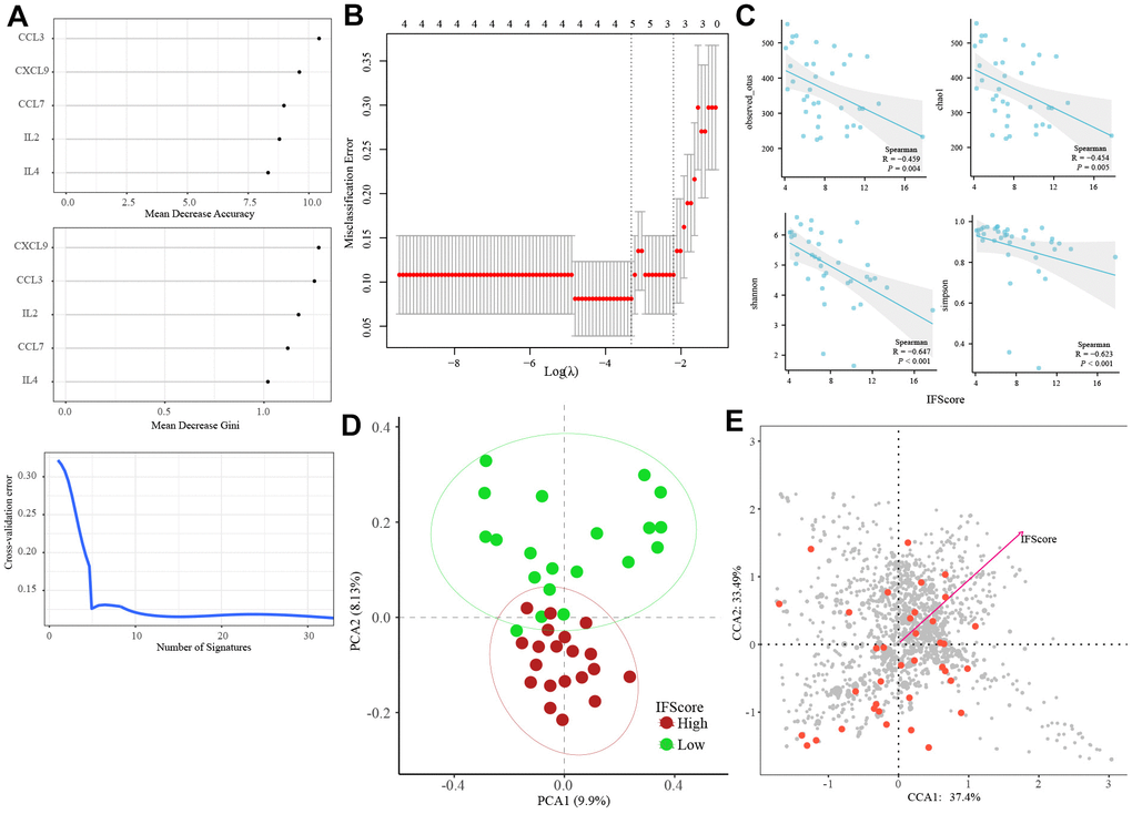 Construction of IFscore model. (A) Random forest screened out 5 representative IFs with important points. (B) LASSO regression analysis was performed to develop a IFscore model with 5 IFs. (C) The relation of IFscore to the α gut microbiota. (D) The PCA for the β diversity assessment of gut microbiota between high- and low-IFscore samples evidenced that the samples with different IFscore were clustered in different regions. (E) The CCA analysis illustrated IFscore had important influence on the distribution and structure of the gut microbiota. LASSO: least absolute shrinkage and selection operator.