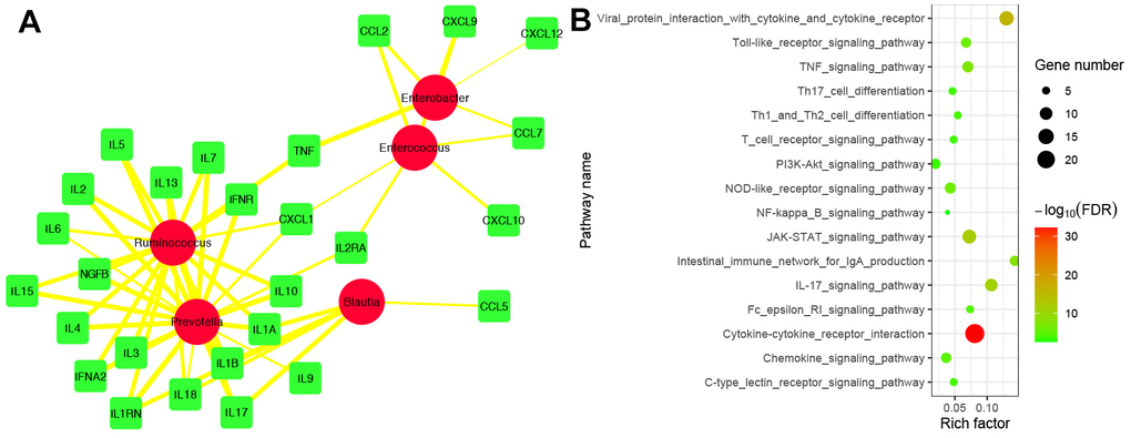 Correlation analysis between IFs and biomarker’s taxa. (A) The correlation network between IFs and biomarker’s taxa. The red circle represented biomarker’s taxa. The green square represented IFs. The edge represented correlation. The thicker the edge, the greater the correlation. (B) Functional enrichment analysis of 29 IFs were highly related to 5 biomarker’s taxa.