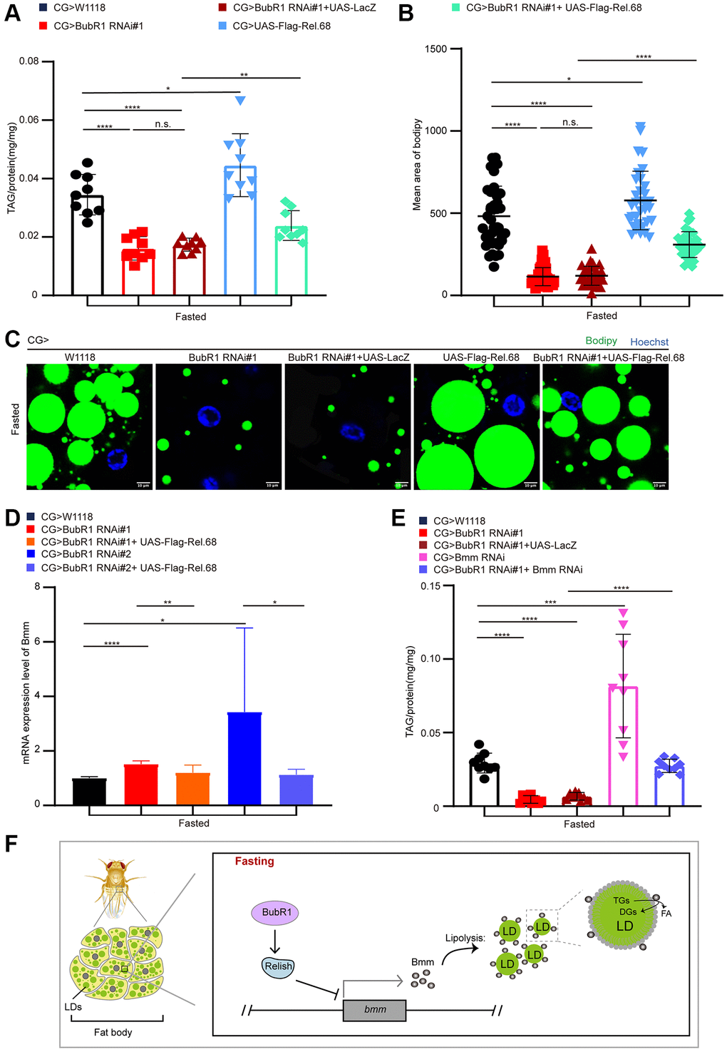 BubR1 suppresses lipolysis by inhibiting Relish-mediated Bmm expression upon fasting. (A) The TAG level of flies with specially expressing W1118, BubR1 RNAi#1, BubR1 RNAi#1+UAS-LacZ, UAS-Flag-Rel.68, and expressing BubR1 RNAi#1 with UAS-Flag-Rel.68 in the fat body driven by CG-GAL4 under starvation. n = 9 samples. (B) Quantification of the mean area of lipid droplets among the more than 30 ROI (region of interest) in flies under starvation with expressing W1118, BubR1 RNAi#1, UAS-Flag-Rel.68, and expressing BubR1 RNAi#1 with UAS-Flag-Rel.68 in the fat body. Each dot corresponds to one ROI. (C) Bodipy staining of flies with expressing W1118, BubR1 RNAi, UAS-Flag-Rel.68, and expressing BubR1 RNAi with UAS-Flag-Rel.68 in the fat body. Bodipy (neutral lipids; green) and Hoechst (Hoechst; blue) detected by fluorescent histochemistry. (D) The Bmm mRNA level of flies with expressing W1118, BubR1 RNAi, and expressing BubR1 RNAi with UAS-Flag-Rel.68 in the fat body via CG-GAL4. Results are representative of three biological repetitions. (E) The TAG level of flies with specially expressing W1118, BubR1 RNAi#1, BubR1 RNAi#1+UAS-LacZ and expressing BubR1 RNAi#1 with Bmm RNAi in the fat body by CG-GAL4. n = 9 samples. (F) Model of BubR1 regulating lipid metabolism under starvation. Scale bars represent 10 μm (C). Without noted, Data are presented as mean and SD. Student’s t-tests are performed. *p **p ***p ****p p > 0.05.