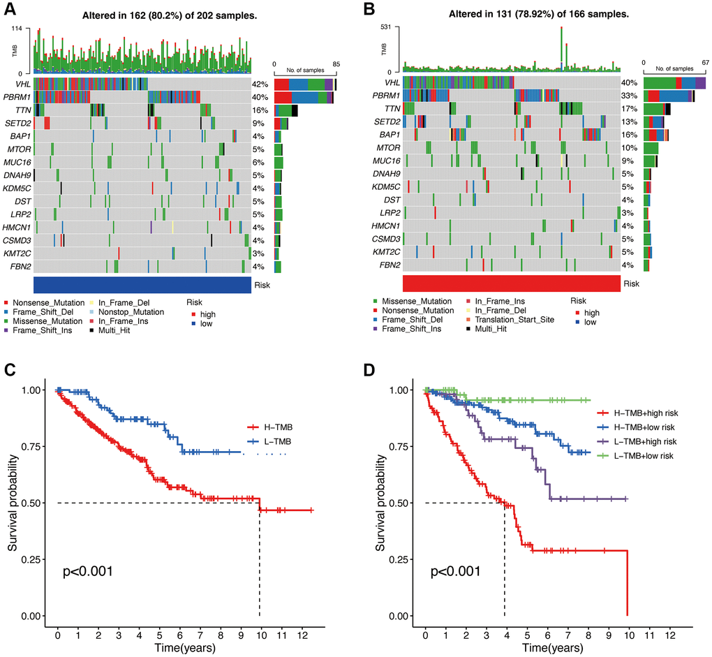 Tumor mutational burden (TMB) analysis. Waterfall plot of TMB in high and low-risk groups (A, B). Overall survival analysis of TMB (C). Survival analysis of TMB in different high and low-risk groups (D).