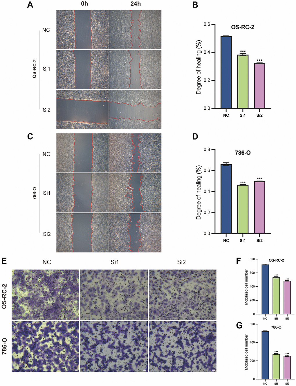 Cellular function validation of FAM225B in two cell lines, 786-O, and OS-RC-2. Wound healing assay (A–D). Cell invasion assay (E–G). ***p 