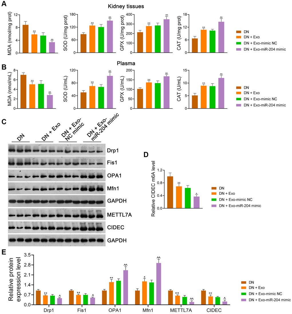 ADSC-derived Exos modified by miR-204 rescue OS-induced mitochondrial dysfunction in DN rats by inhibiting METTL7A-mediated CIDEC m6A methylation. (A, B) The levels of MDA, SOD, GPX, and CAT in the kidney tissues and plasma of rats in each group using ELISA. (C, D) The expression of Drp1, Fis1, OPA1, Mfn1, METTL7A, and CIDEC in the kidney tissues of rats in each group using western blotting. (E) CIDEC m6A methylation levels in HK-2 cells using MeRIP-qPCR. Rats in the Exo group were treated with 1.6 mg/kg ADSC-derived Exos via caudal vein injection every two days for eight successive weeks. Meanwhile, rats in the Exo-mimic NC and Exo-miR-204 mimic groups were treated with ADSC-derived Exos loaded with mimic-NC or miR-204 mimic, respectively. Rats in the DN group were injected with the same volume of saline. Data were expressed as mean ± standard deviation (n = 6/group). *p **p ^p ^^p 