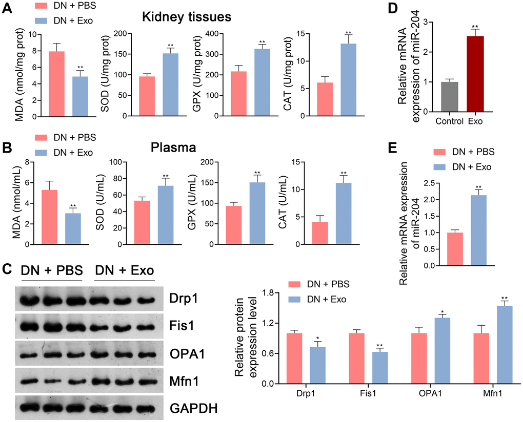ADSC-derived Exos suppressed OS and mitochondrial dysfunction in DN rats. (A, B) The levels of MDA, SOD, GPX, and CAT in the kidney tissues and plasma of rats in each group using ELISA. (C) The expression of Drp1, Fis1, OPA1, and Mfn1 in the kidney tissues of rats in each group using western blotting. (A–C) To explore the effects of ADSC-derived Exos on OS and mitochondrial function in DN, DN rats were subjected to caudal vein injection with Exos (1.6 mg/kg) for eight successive weeks. Rats treated with same volume of PBS served as controls. Data were expressed as mean ± standard deviation (n = 6/group). *p **p D) The expression of miR-204 in ADSC-derived Exos using qRT-PCR. ADSCs without any treatment served as the controls. Data were expressed as mean ± standard deviation. **p E) The expression of miR-204 in the kidney tissues of rats in each group using qRT-PCR. To explore the effects of ADSC-derived Exos on miR-204 expression in DN, DN rats were subjected to caudal vein injection with Exos (1.6 mg/kg) for eight successive weeks. Rats treated with same volume of PBS served as controls. Data were expressed as mean ± standard deviation (n = 6/group). **p 