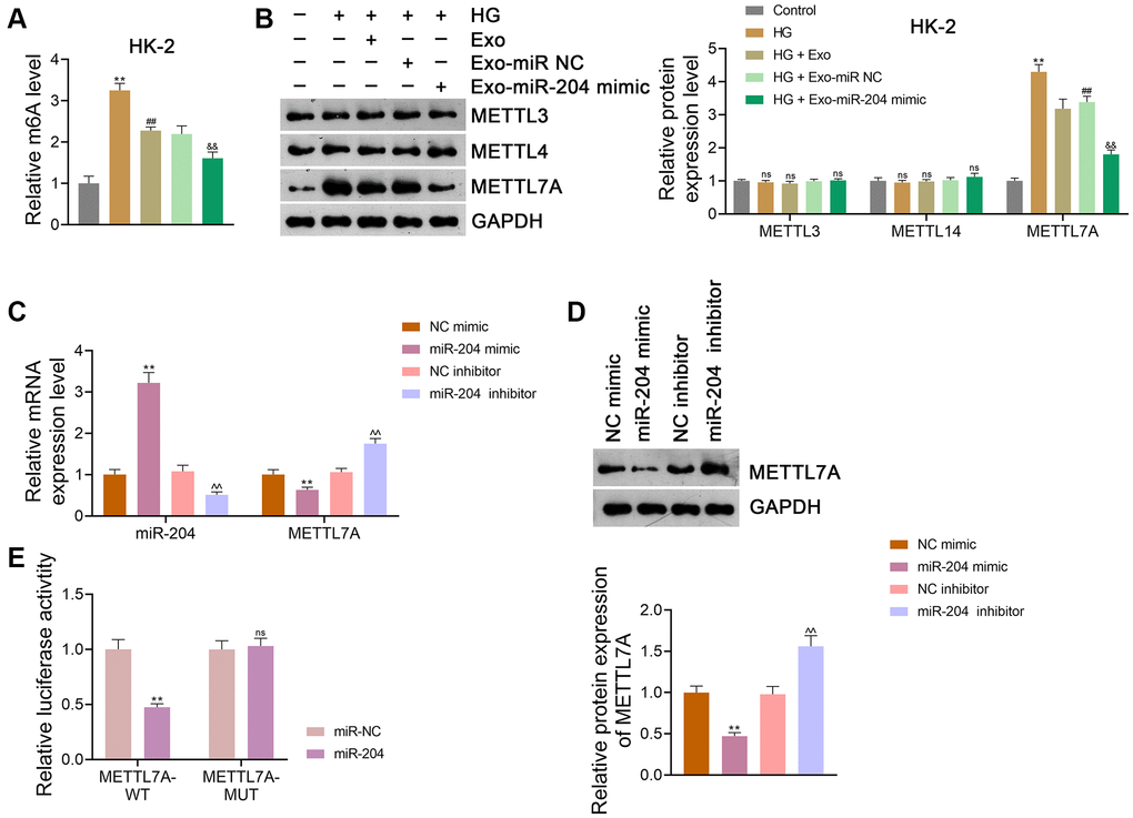 ADSC-derived Exos modified by miR-204 inhibits METTL7A-medicated m6A methylation in HG-induced HK-2 cells. (A) m6A methylation level in HK-2 cells. (B) The expression of METTL3, METTL14, and METTL7A in HK-2 cells using western blotting. (A, B) HK-2 cells were exposed to HG (30 mM) and cultured for 24 h to induce an in vitro model of DN. To figure out the impact of exosomal miR-204 in m6A methylation in DN, ADSCs were transfected with miR-204 mimic or miR NC (negative control) for 48 h. Next, Exos were isolated from the transfected ADSCs and co-cultured with HK-2 a for 12 h at the concentration of 100 μg/mL. Data were expressed as mean ± standard deviation. **p ##p &&p C, D) The expression of miR-204 and METTL7A in HEK293T cells using qRT-PCR and western blotting. (C, D) Data were expressed as mean ± standard deviation. **p ^^p E) Determination of the interaction between miR-204 and METTL7A in HEK293T cells using dual-luciferase reporter assay. Data were expressed as mean ± standard deviation. **p 