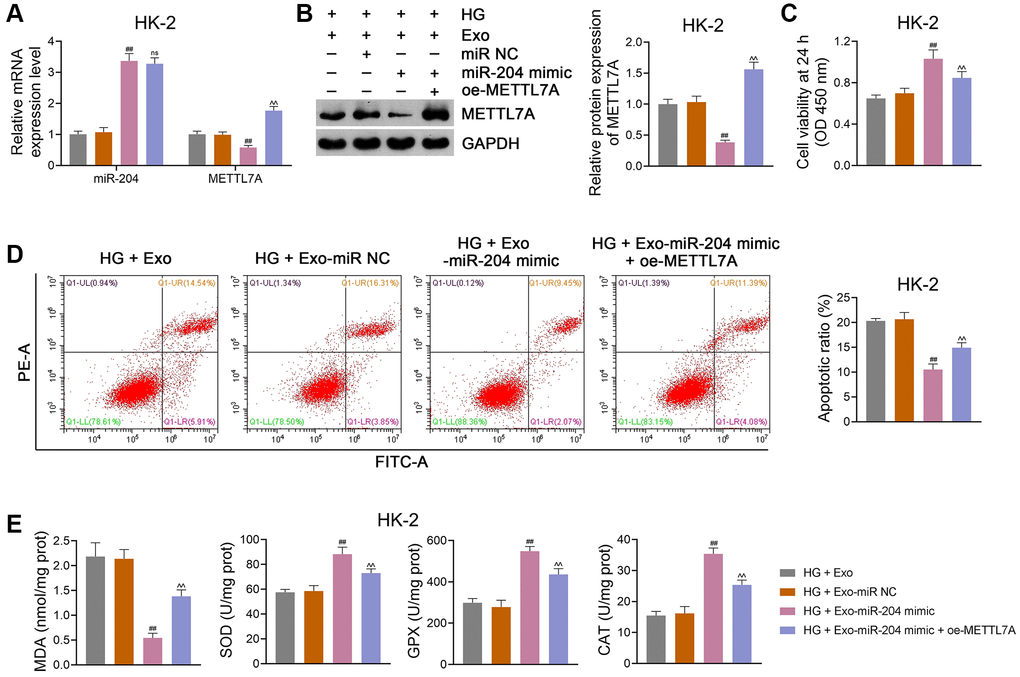 ADSC-derived Exos modified by miR-204 prevent DN progression via downregulating METTL7A expression in HG-induced HK-2 cells. (A, B) The expression of miR-204 and METTL7A in HK-2 cells using qRT-PCR and western blotting. (C, D) HK-2 cell viability (at 24 h) and apoptosis using CCK-8 and flow cytometry, respectively. (E) The levels of MDA, SOD, GPX, and CAT in HK-2 cells using ELISA. Exos were isolated from either miR-204 mimic- or miR NC-transfected ADSCs, which were subsequently co-cultured with HG-induced HK-2 cells for 12 h at the concentration of 100 μg/mL. Furthermore, HG-induced HK-2 cells were partially transected with oe-METTL7A and co-cultured with Exos from miR-204 mimic-transfected ADSCs to ascertain the link between miR-204 and METTL7A in DN. Data were expressed as mean ± standard deviation. ##p ^^p 