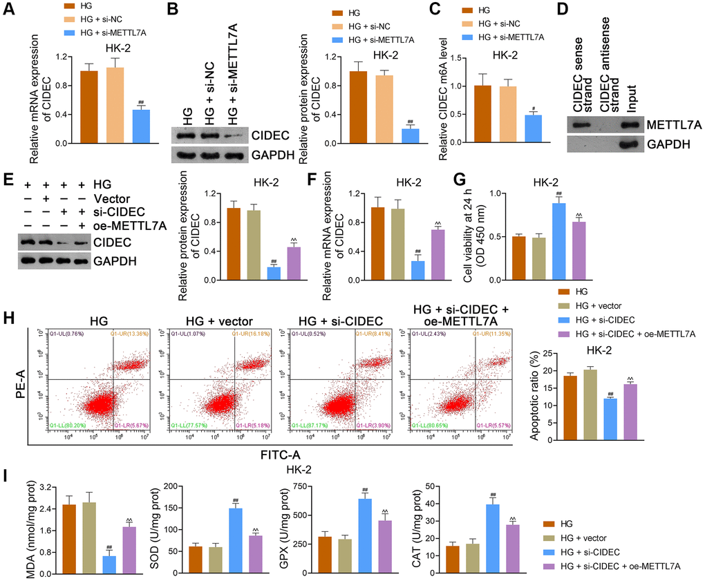 METTL7A silencing prevents DN progression by downregulating CIDEC m6A methylation in HG-induced HK-2 cells. (A, B) The expression of CIDEC in HK-2 cells using qRT-PCR and western blotting. (C) CIDEC m6A methylation level in HK-2 cells using MeRIP-qPCR. (A–C) Data were expressed as mean ± standard deviation. #p ##p A–C) HG-induced HK-2 cells were partially transfected with si-METTL7A or si-NC (negative control) for 48 h to explore the effects of METTL7A on CIDEC and its m6A methylation. (D) Determination of the interaction between METTL7A and CIDEC in HEK293T cells using RNA pulldown assay. (E, F) The expression of CIDEC in HK-2 cells using western blotting and qRT-PCR. (G, H) HK-2 cell viability and apoptosis using CCK-8 and flow cytometry, respectively. (I) The levels of MDA, SOD, GPX, and CAT in HK-2 cells using ELISA. (E–I) Empty vector (control), si-CIDEC, or/and oe-METTL7A were transfected into HG-induced HK-2 cells to further determine the interaction between METTL7A and CIDEC in DN. Data were expressed as mean ± standard deviation. ##p ^^p 