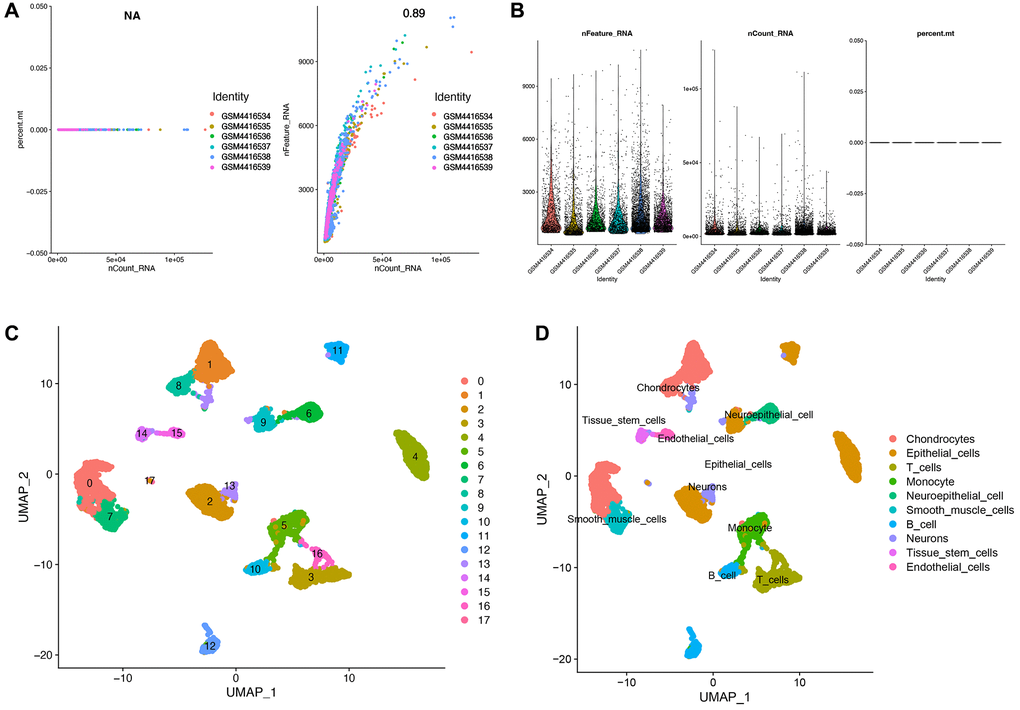 Identification of T cell-related markers in ovarian cancer. (A) Post quality control filtering of each sequenced cell. (B) Association analysis between nFeature and nCount. (C) A total of 17 clusters of all samples were identified after UMAP analysis. (D) A total of 10 subtypes of cells were identified based on SingleR annotation methods.