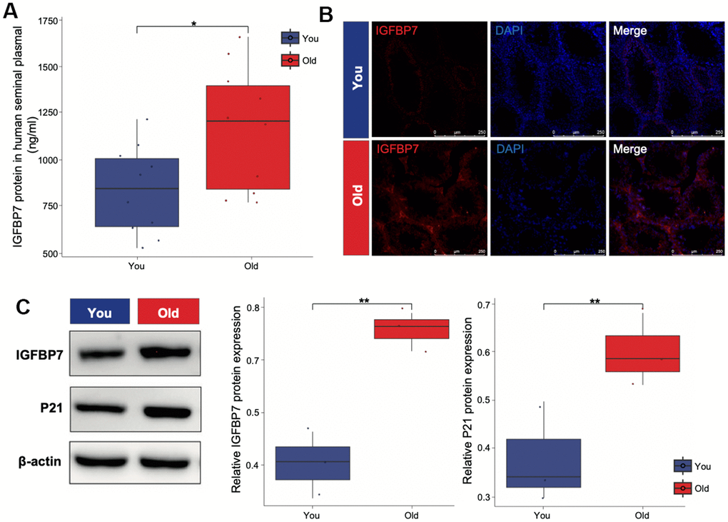 IGFBP7 protein expression of human seminal plasma and mice testis. (A) ELISA was applied to detect the expression of IGFBP7 in human seminal plasma. (B) Immunofluorescence showed the localization of IGFBP7 protein in the interstitial compartment of older mice. Scale bar: 250 μm (C) Western blot was applied to detect the expression of IGFBP7 and the senescence marker P21 in testis of mice. Data depict the mean ± SD; *P P 