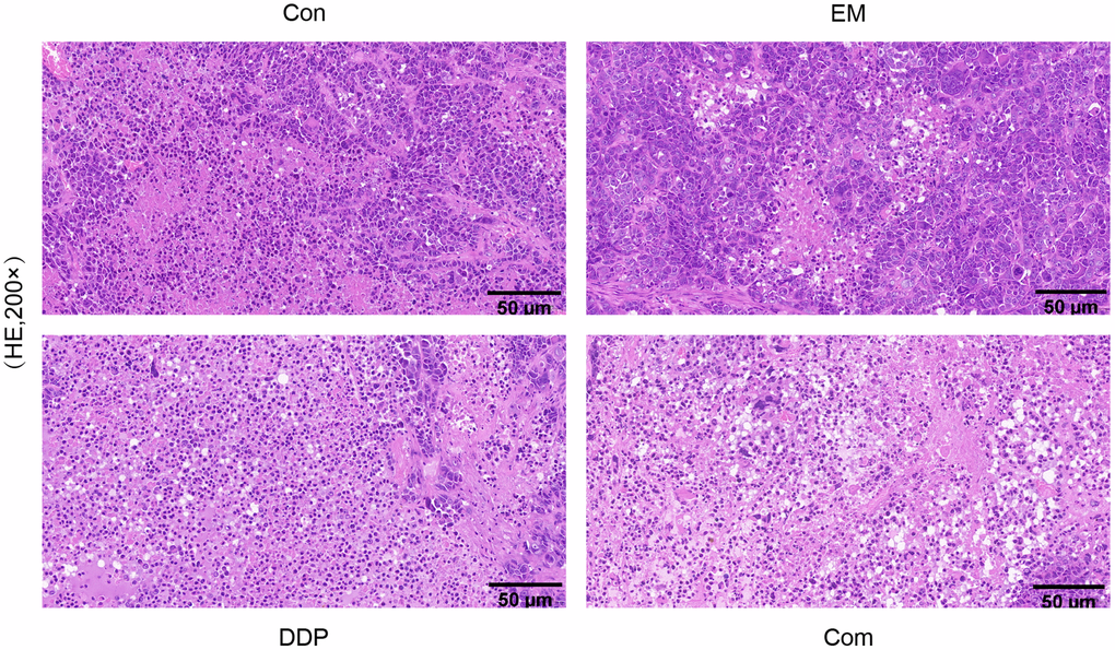 The histopathological morphological changes in tumor tissues of each group of nude mice.