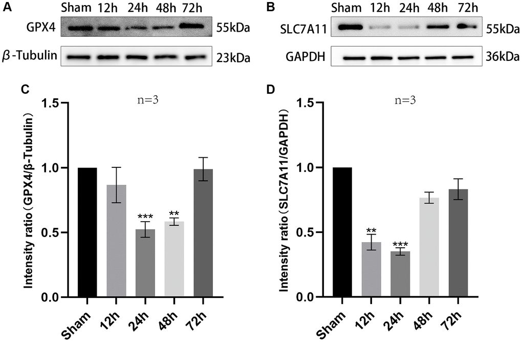 The trend of expression of SLC7A11 and GPX4 in injured peripheral cortex of TBI rats over time. (A, B) Representative WB bands of GPX4, SLC7A11, β-Tubulin and GAPDH in the injured peripheral cortex at a specified time point. (C, D) Comparison of relative expression levels of GPX4 and SLC7A11 in injured peripheral cortex of each rat group. Findings are shown as mean ± standard deviation. **P ***P 