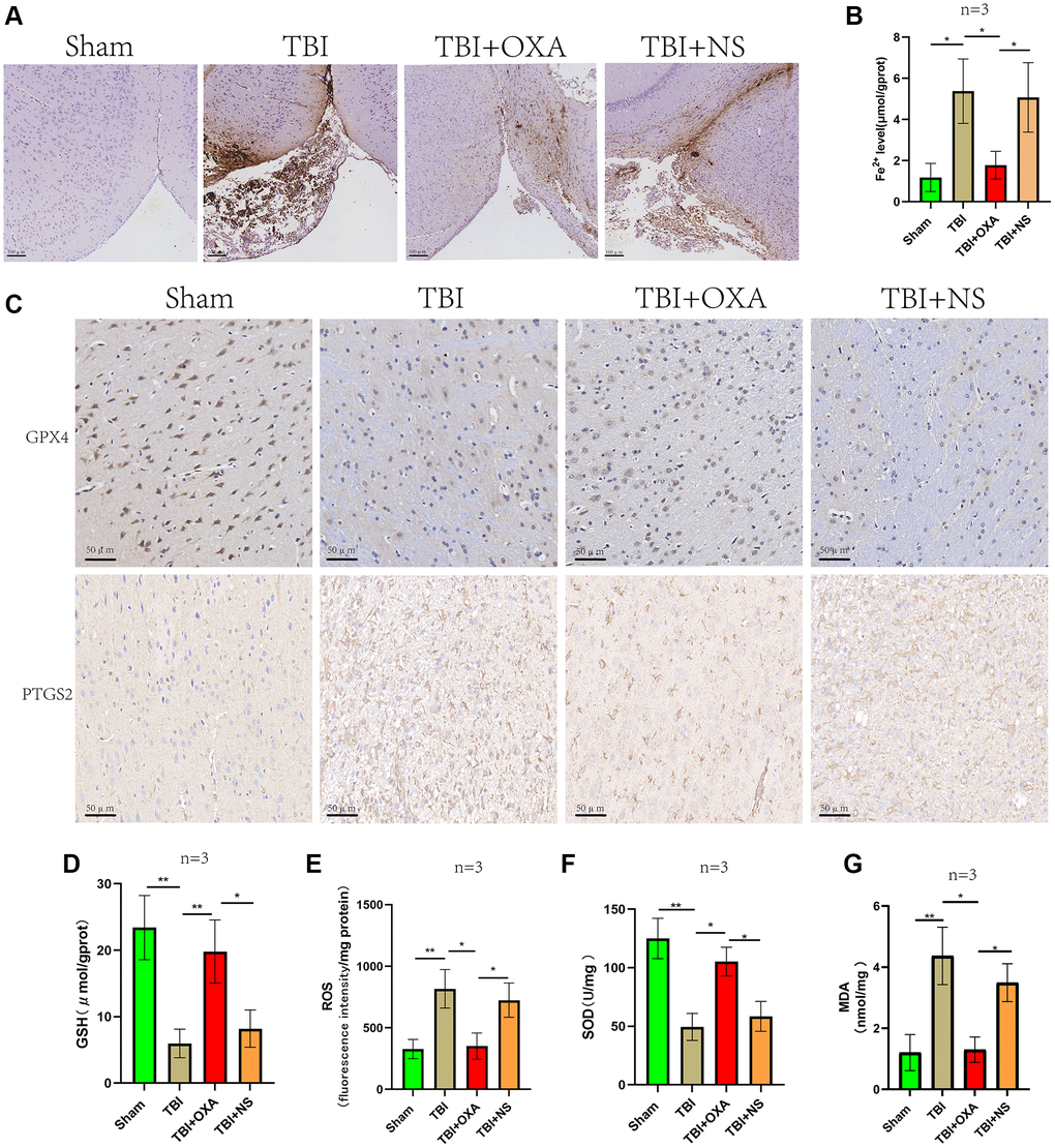 OXA alleviates TBI induced Ferroptosis and oxidative stress. (A) Perls staining showed iron deposition around the injured brain tissues of each rat group 24 hours after TBI. (B) Cortical non-heme iron was measured in sham, TBI, TBI+OXA, and TBI+NS groups. (C) Representative immunohistochemical staining of GPX4 and PTGS2. (D–G) Biochemical analysis was used to assess contents of GSH, SOD, MDA, and ROS in injured peripheral cortex of each group 24 hours following TBI. Findings are shown as mean ± standard deviation. *P **P ***P nsp > 0.05.